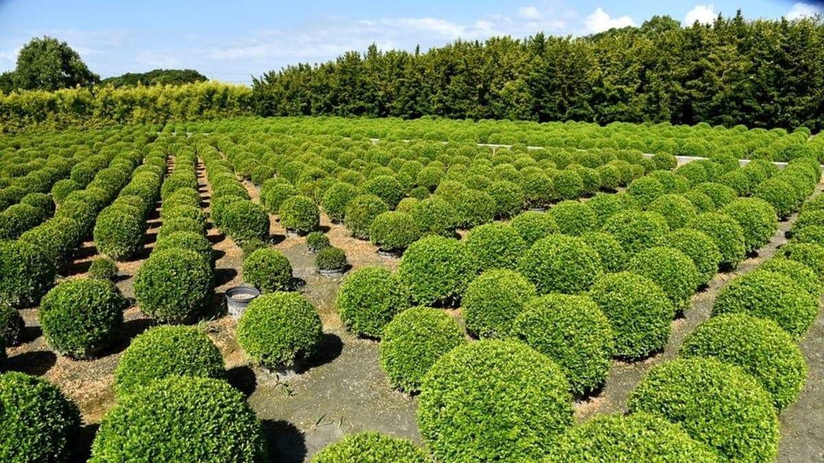 田尾波波草