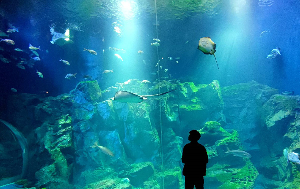 oga-aquarium