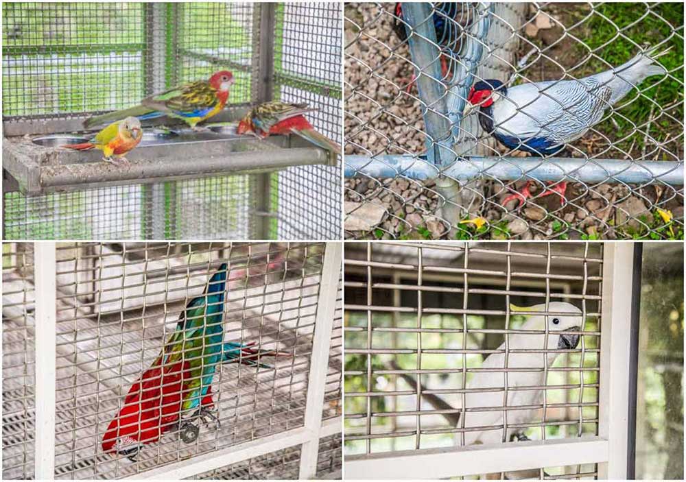 「蘇家莊園」就像個大鳥園，有鸚鵡、天鵝、孔雀、雉雞、鴛鴦等鳥類。